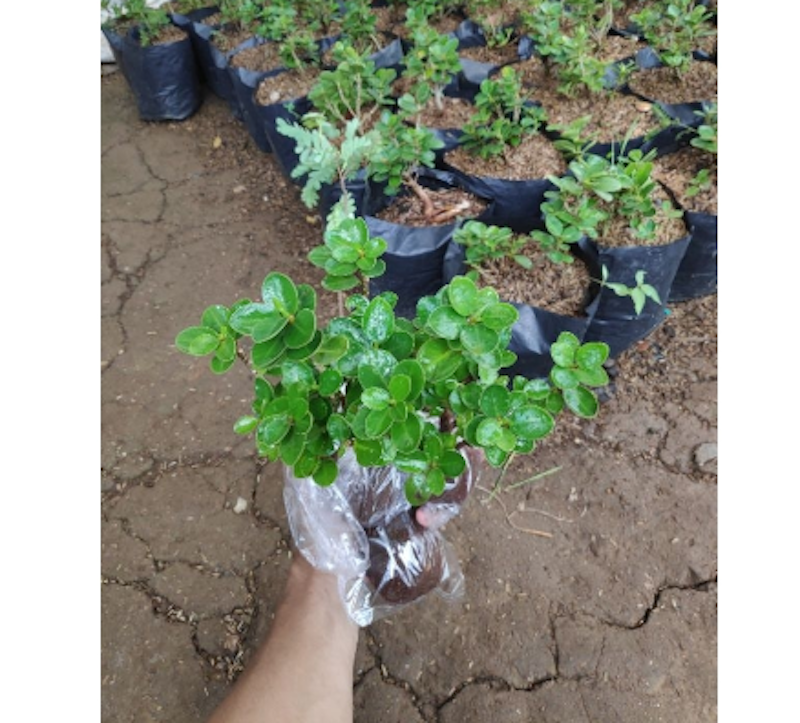 Bibit Bonsai Dolar Mikro Mangkok 2