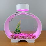 10 Aquarium Cupang Terbaik - Ditinjau oleh Aquascaper (Terbaru Tahun 2026) 4