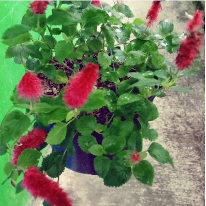 Acalypha Ulat Bulu Merah 2