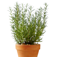 Tanaman Rosemary