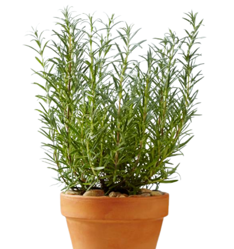 Tanaman Rosemary 1