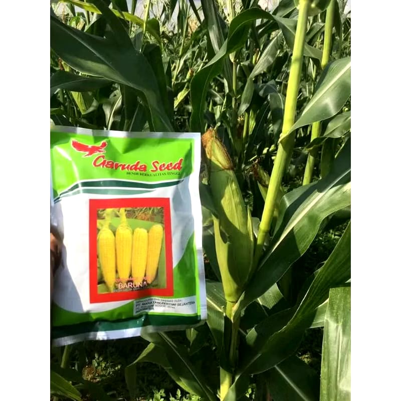Mahatani Pertiwi Sejahtera Garuda Seed Benih Jagung Manis Baruna