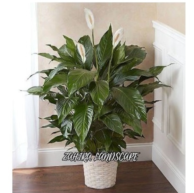 Peace Lily (Spathiphyllum) 3