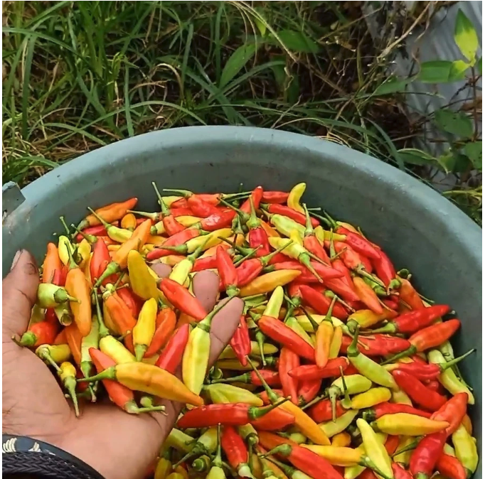 Aura Seed Indonesia Aura Seed Cabai Rawit Unggul ORI 212