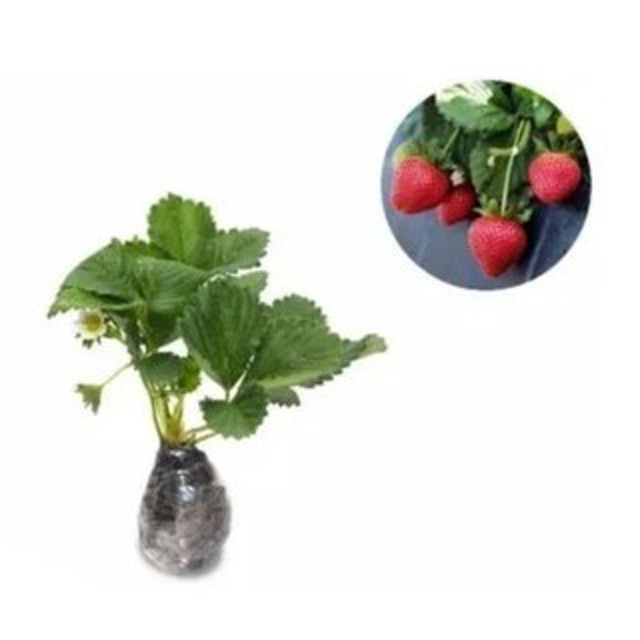  Bibit Strawberry Rosa Linda