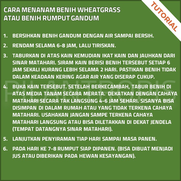 Nutree Seed Benih Rumput Gandum 100 gr 4