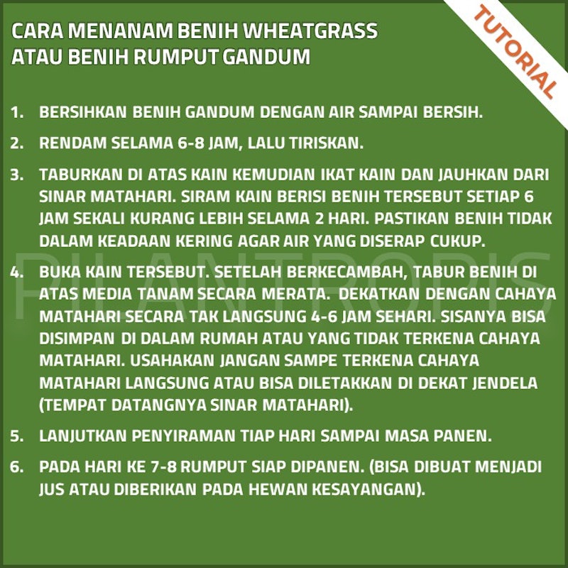 Nutree Seed Benih Rumput Gandum 100 gr 4