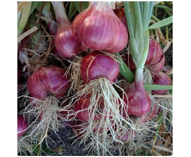  BEJO Seeds - Benih Bawang Merah Maserati F1