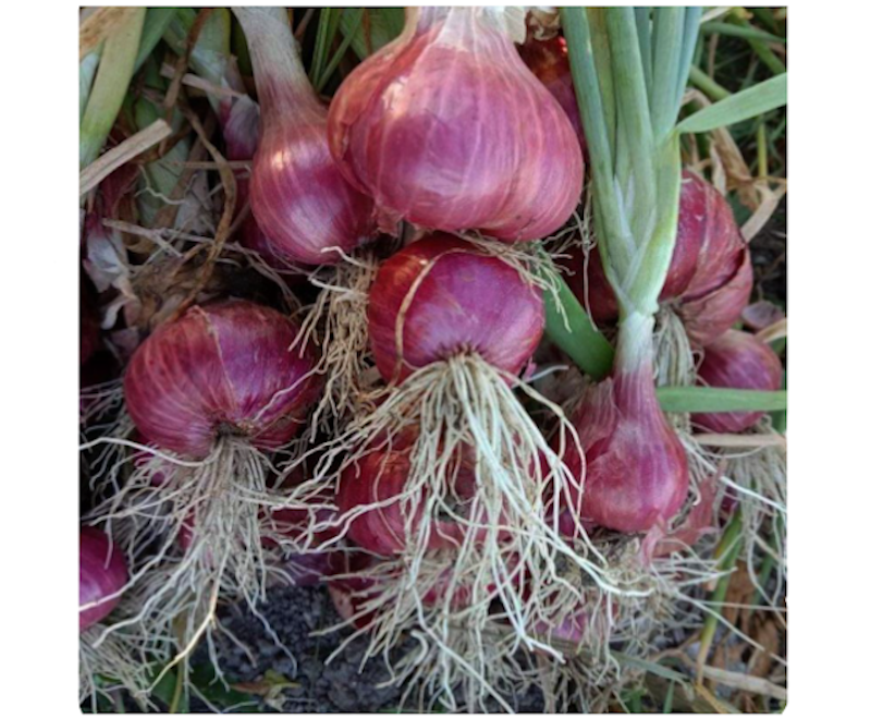 BEJO Seeds - Benih Bawang Merah Maserati F1 2