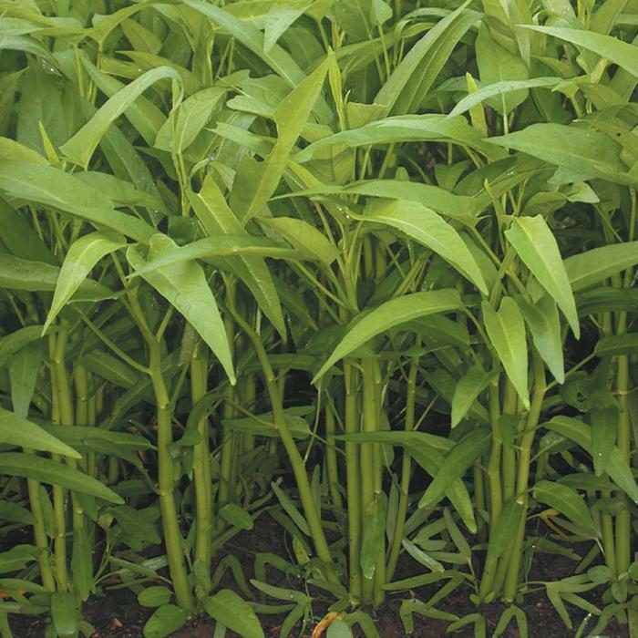 Cap Panah Merah Kangkung Bangkok LP-1 