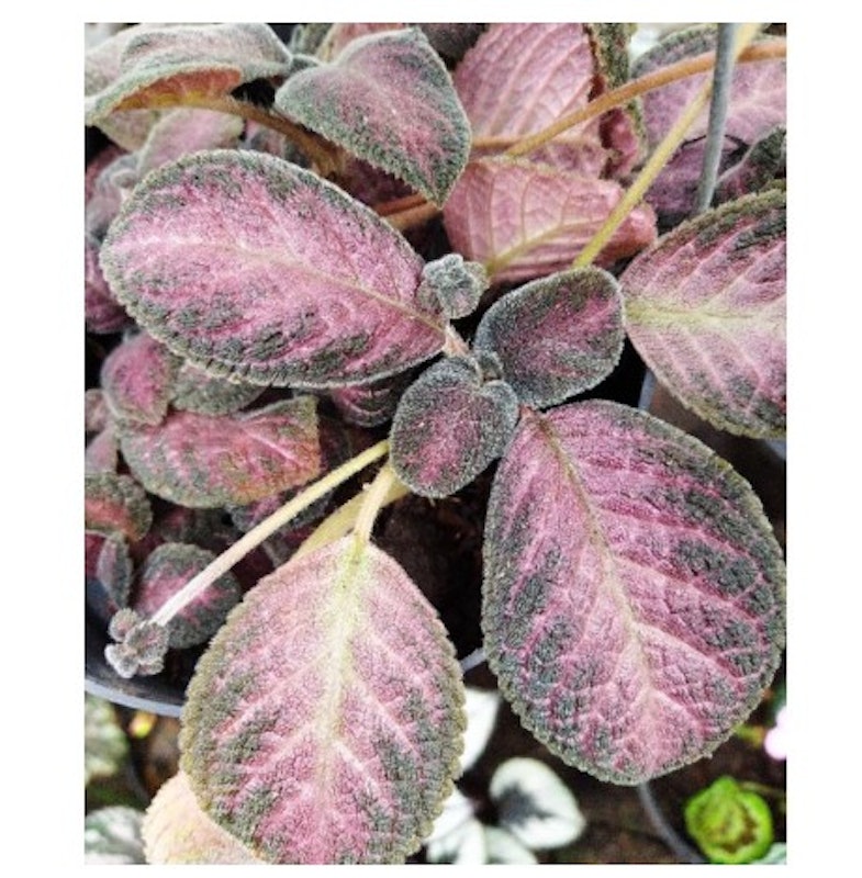 Tanaman Hias Episcia 5