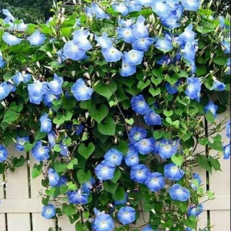 Morning Glory 4