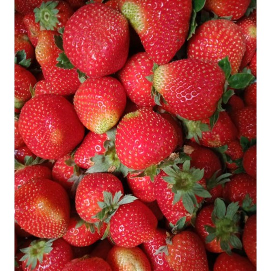  Bibit Strawberry Rosa Linda