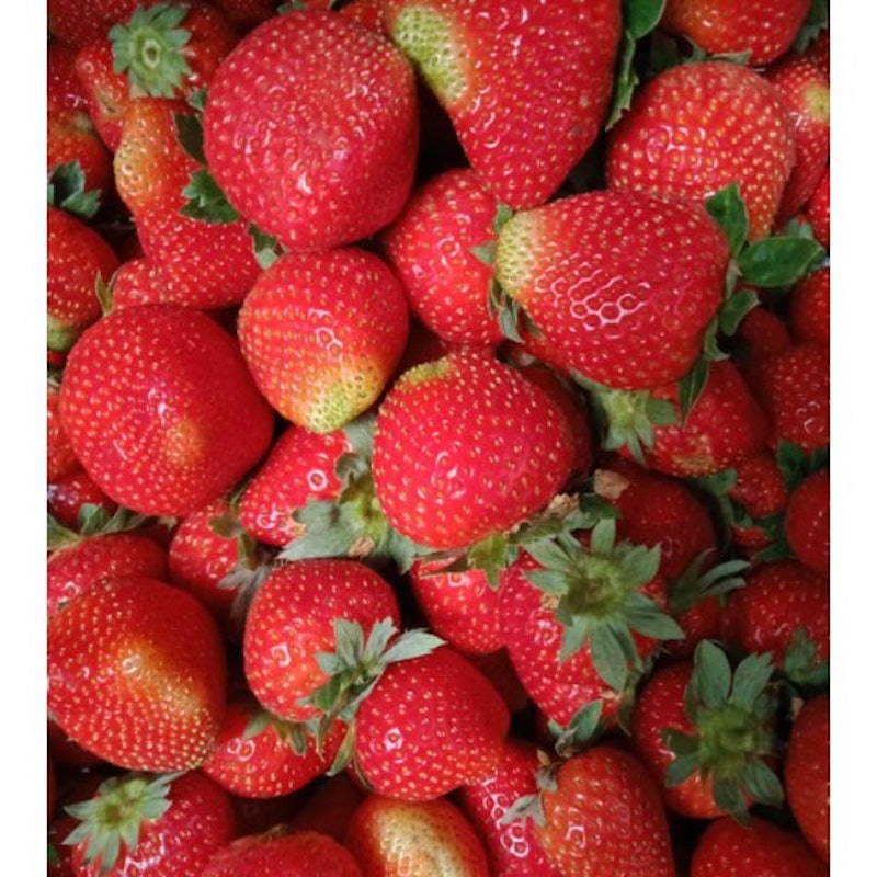 Bibit Strawberry Rosa Linda 3