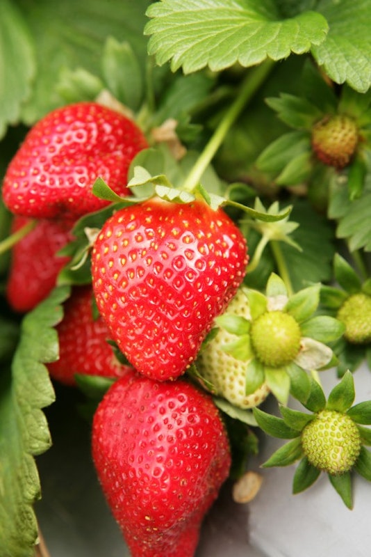Bibit Strawberry Sweet Charlie 5