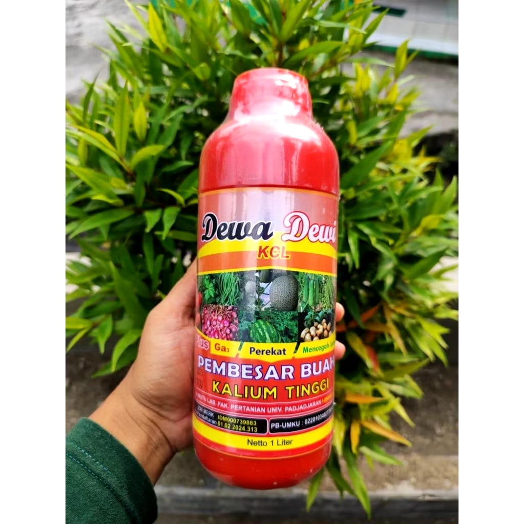 Mitra Tani Abadi Jaya Dewa Dewi KCL Cair