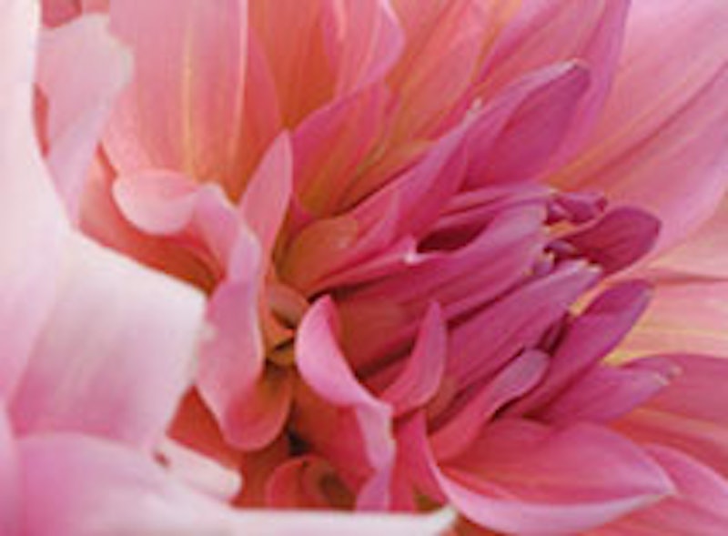 UNTOLD Eau de Parfum Spray 3