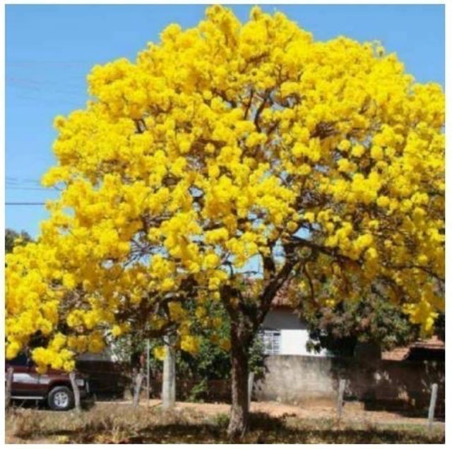  Bibit Bunga Tabebuya
