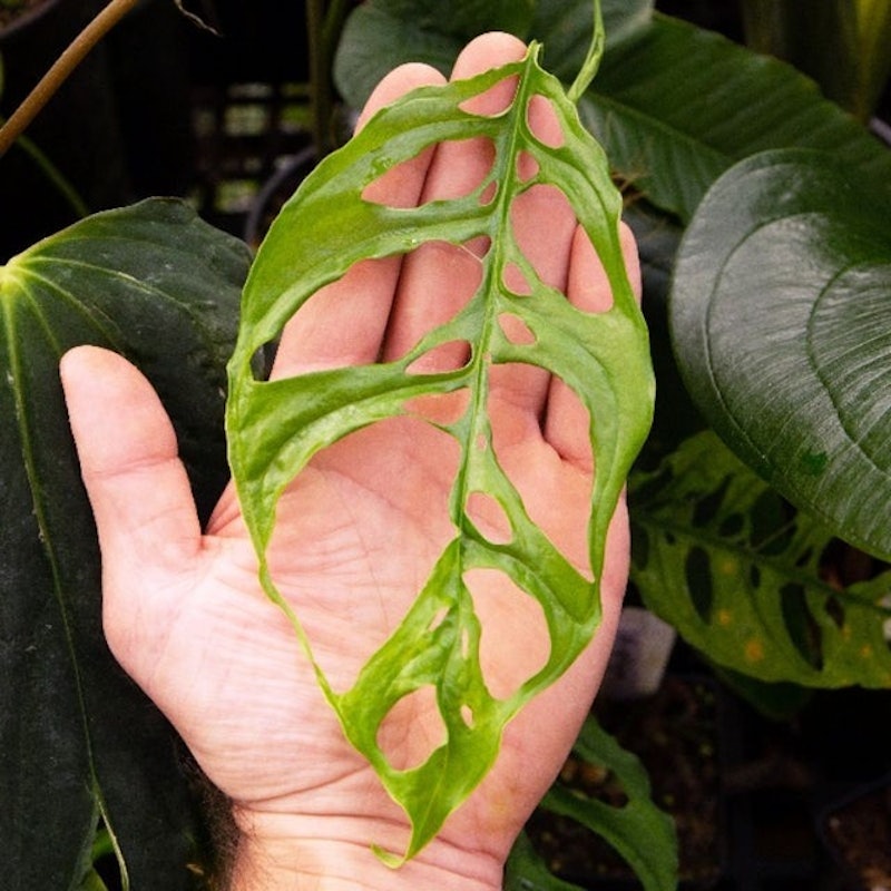 Monstera obliqua 4