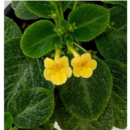 Tanaman Hias Episcia 3
