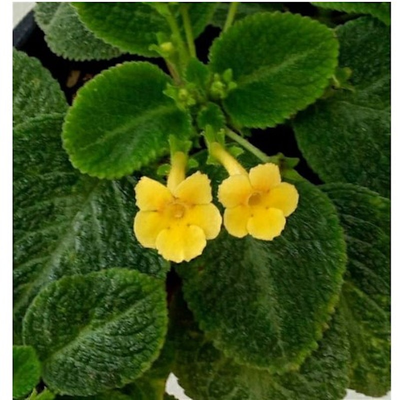 Tanaman Hias Episcia 3