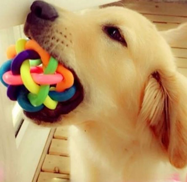 Small Bell Rubber Ball