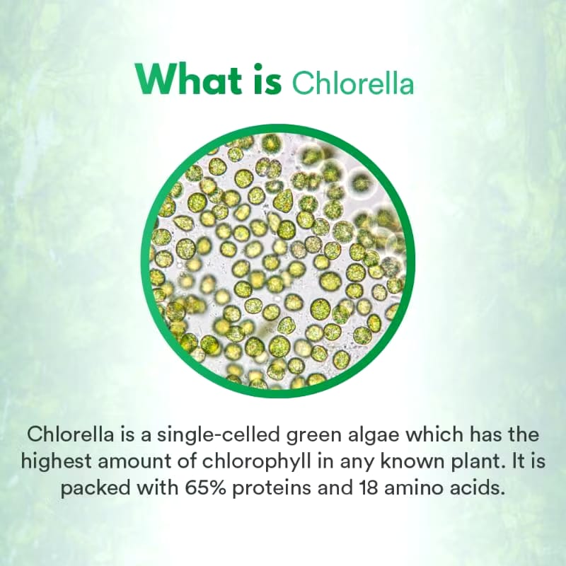  AFC King Chlorella
