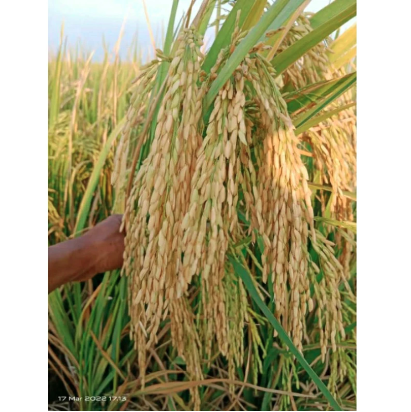  Padi Unggul Lokal Jawa Barat Cibatu 06 5 kg