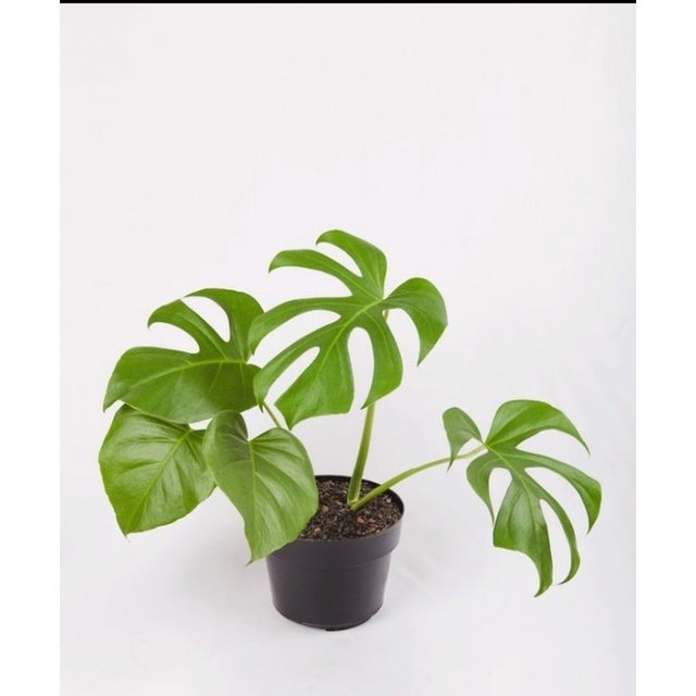 Monstera borsigiana