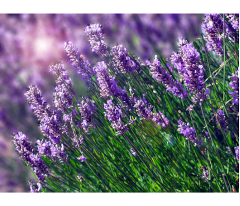 Tanaman Lavender 2