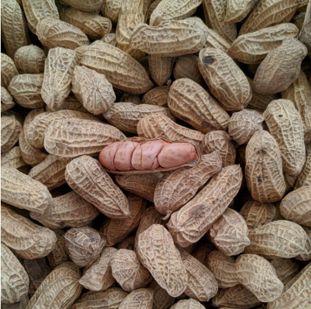 GARENG Kacang Sangrai