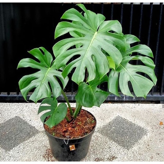  Monstera deliciosa