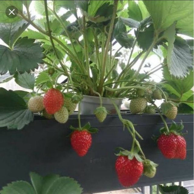 Bibit Strawberry Chandler