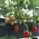 Bibit Strawberry Chandler 1