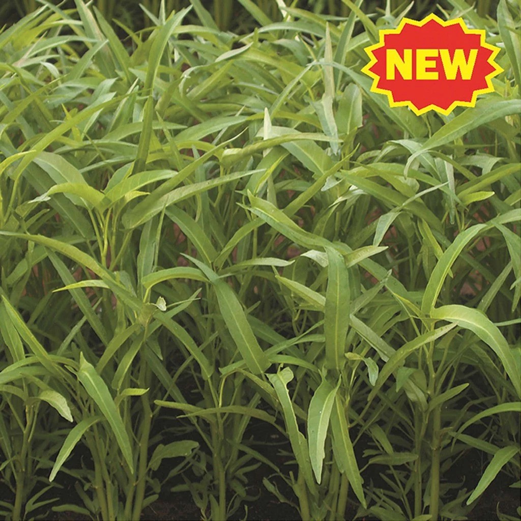 Cap Panah Merah Kangkung New Serimpi 