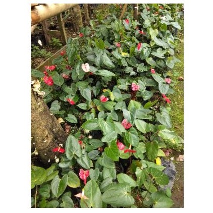 Anthurium Andraeanum