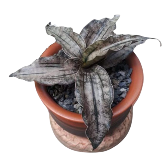 Sansevieria kirkii 'Brown'