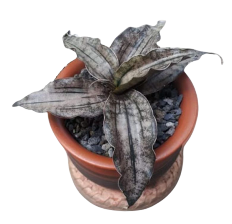 Sansevieria kirkii 'Brown' 1