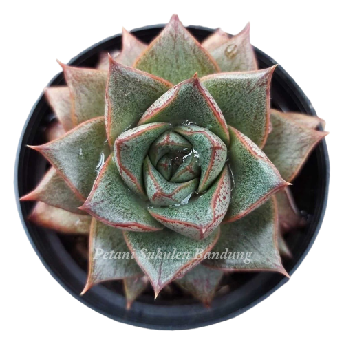 Kaktus Premium Import