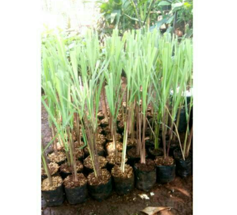 Tanaman Serai Wangi 4
