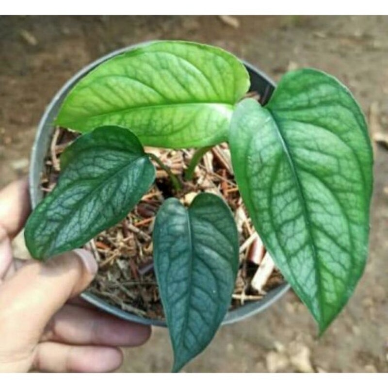 Monstera siltepecana 2
