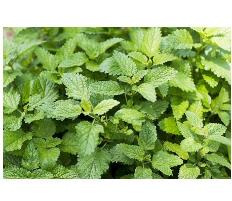  Tanaman Lemon Balm