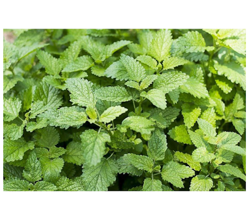 Tanaman Lemon Balm 4