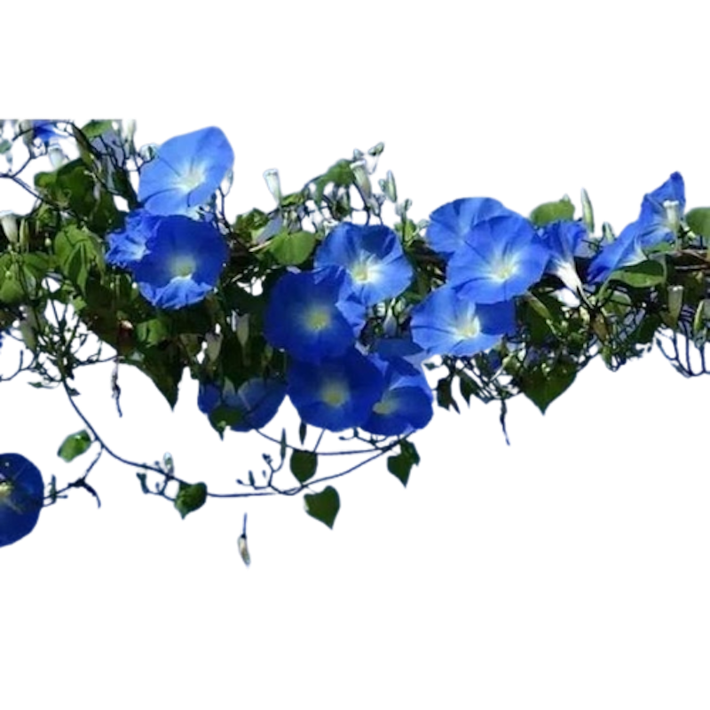 Morning Glory 1