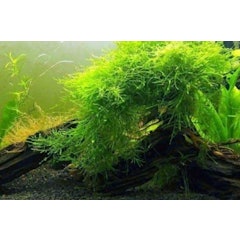 Java Moss