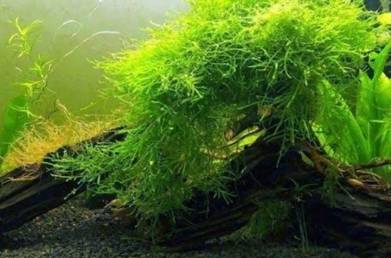 Java Moss 1