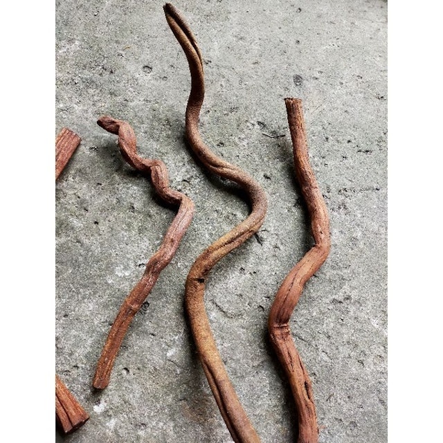  Kayu Santigi Laut Karang