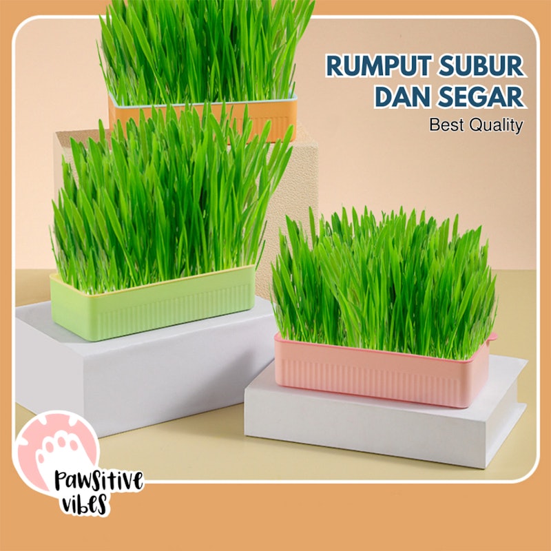Rumput Kucing Siap Panen 4