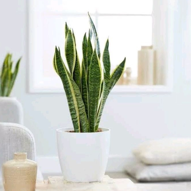 Lidah Mertua (Sansevieria) 5