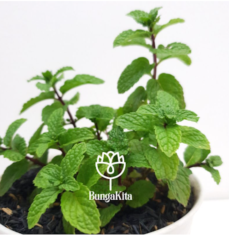 Tanaman Peppermint 3